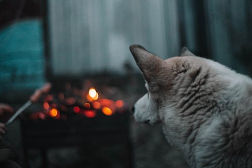 Foto profissional grátis de animal de estimação, cabeça, cachorro