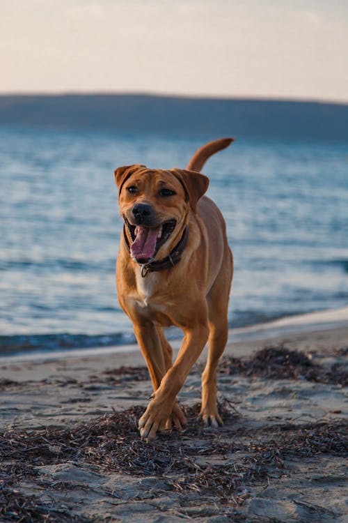 갈색, 개, 달리는의 무료 스톡 사진