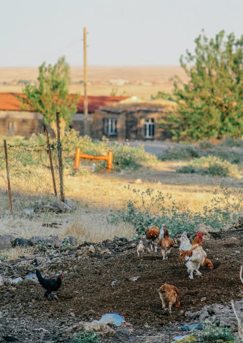 Group of Chicken in a Farm Yard