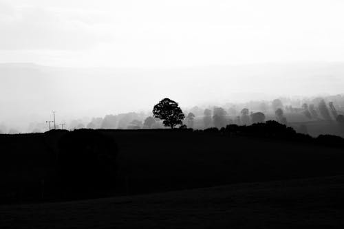 Black and White Landscape with Tree Silhouettes