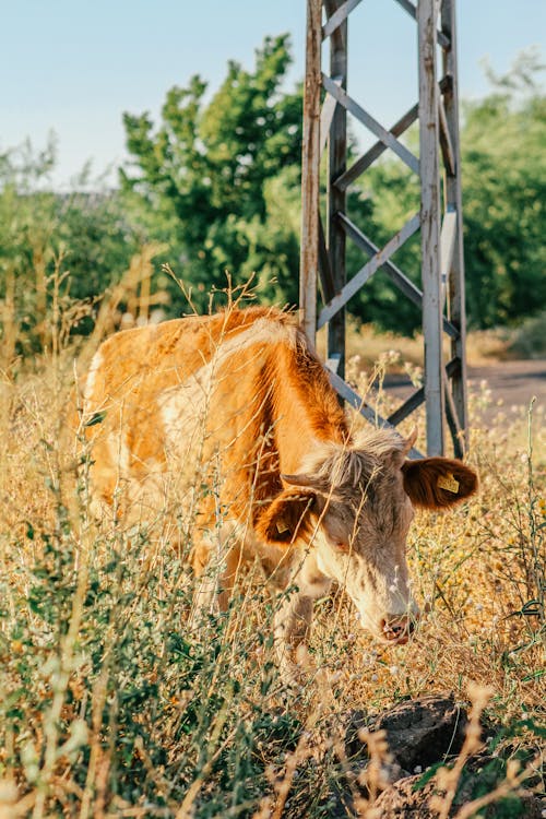 Základová fotografie zdarma na téma farma, fotografování zvířat, hnědá
