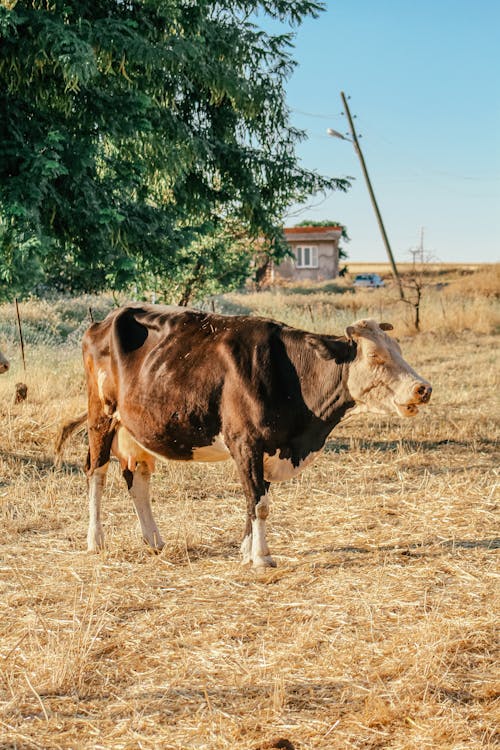Základová fotografie zdarma na téma farma, farmářské zvíře, fotografování zvířat