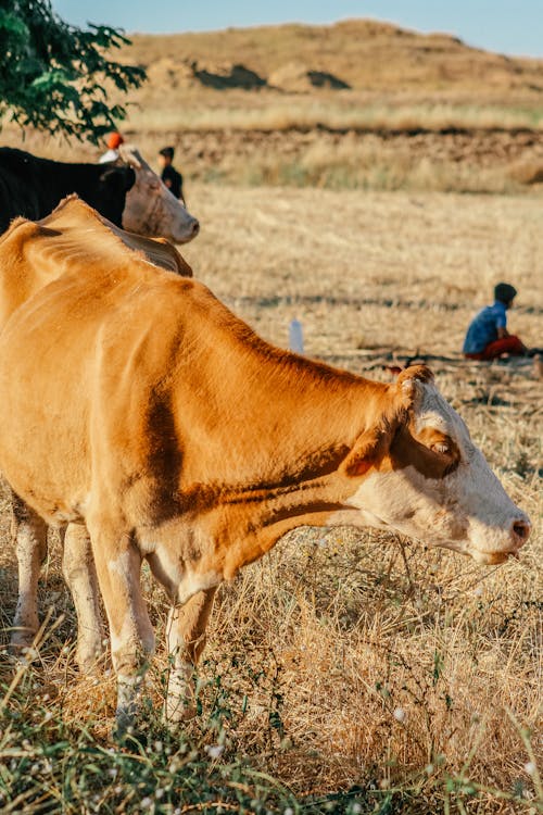 Cow on Rural Pasture