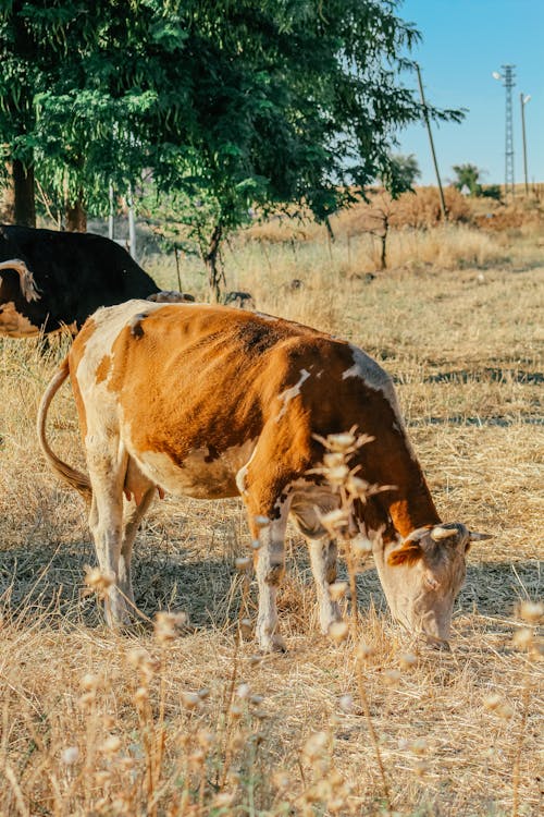 Fotos de stock gratuitas de animales de granja, fotografía de animales, ganado