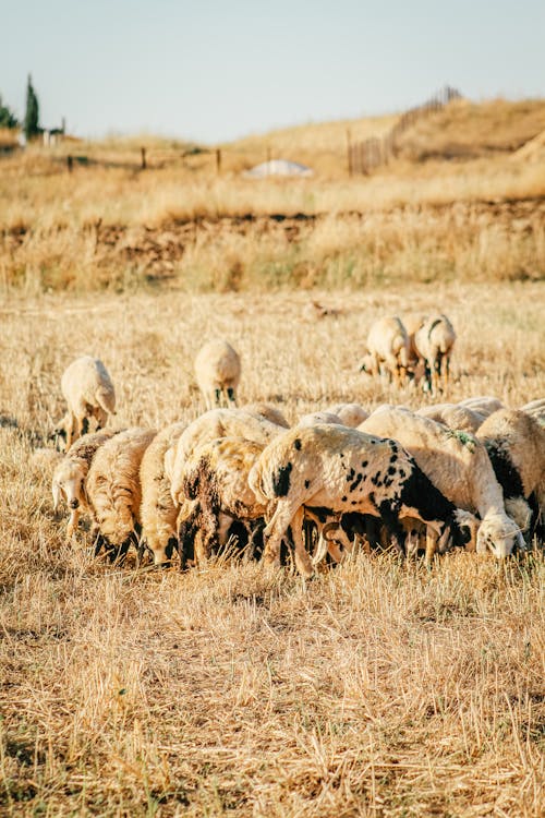 Flock of Sheep on Pasture
