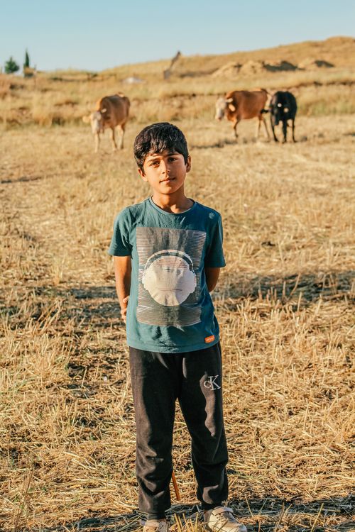 Free A young boy stands in a pasture with cattle under a clear sky, embodying rural life. Stock Photo
