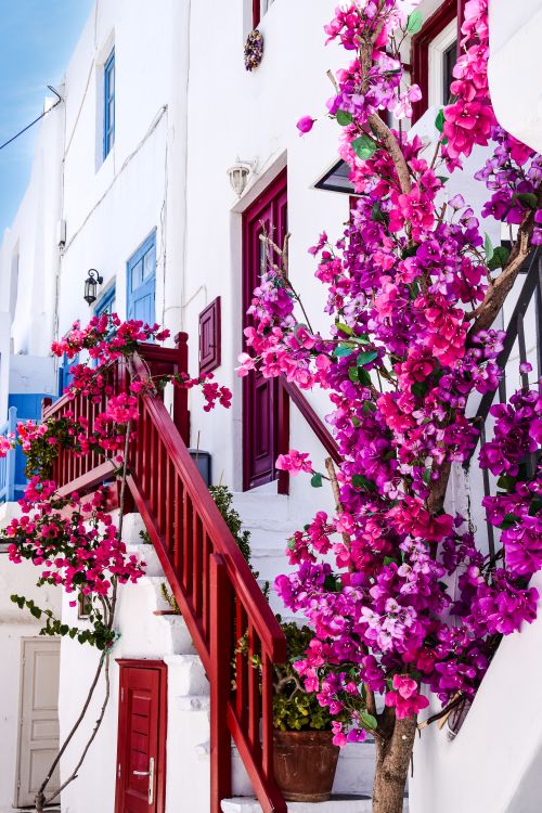 Free A vibrant display of bougainvillea against classic Greek architecture, showcasing white walls and colorful doors. Stock Photo