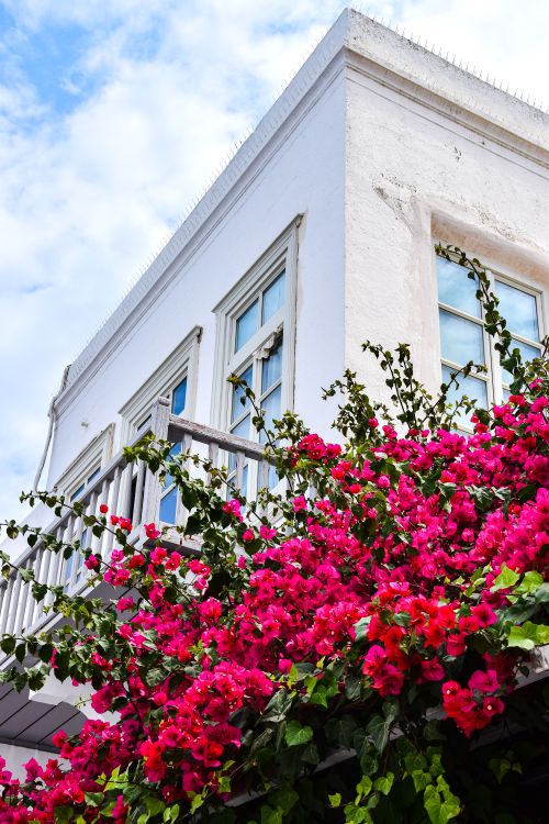 Free A charming urban house corner adorned with vibrant pink bougainvillea flowers. Stock Photo