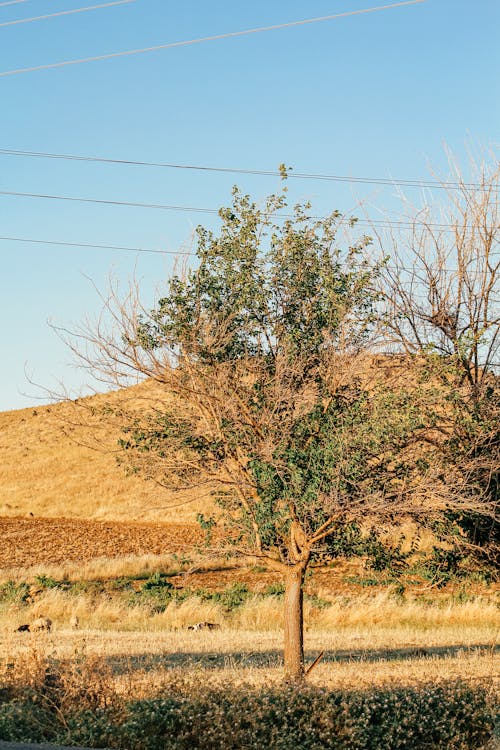 ağaç, bekar, çayır içeren Ücretsiz stok fotoğraf