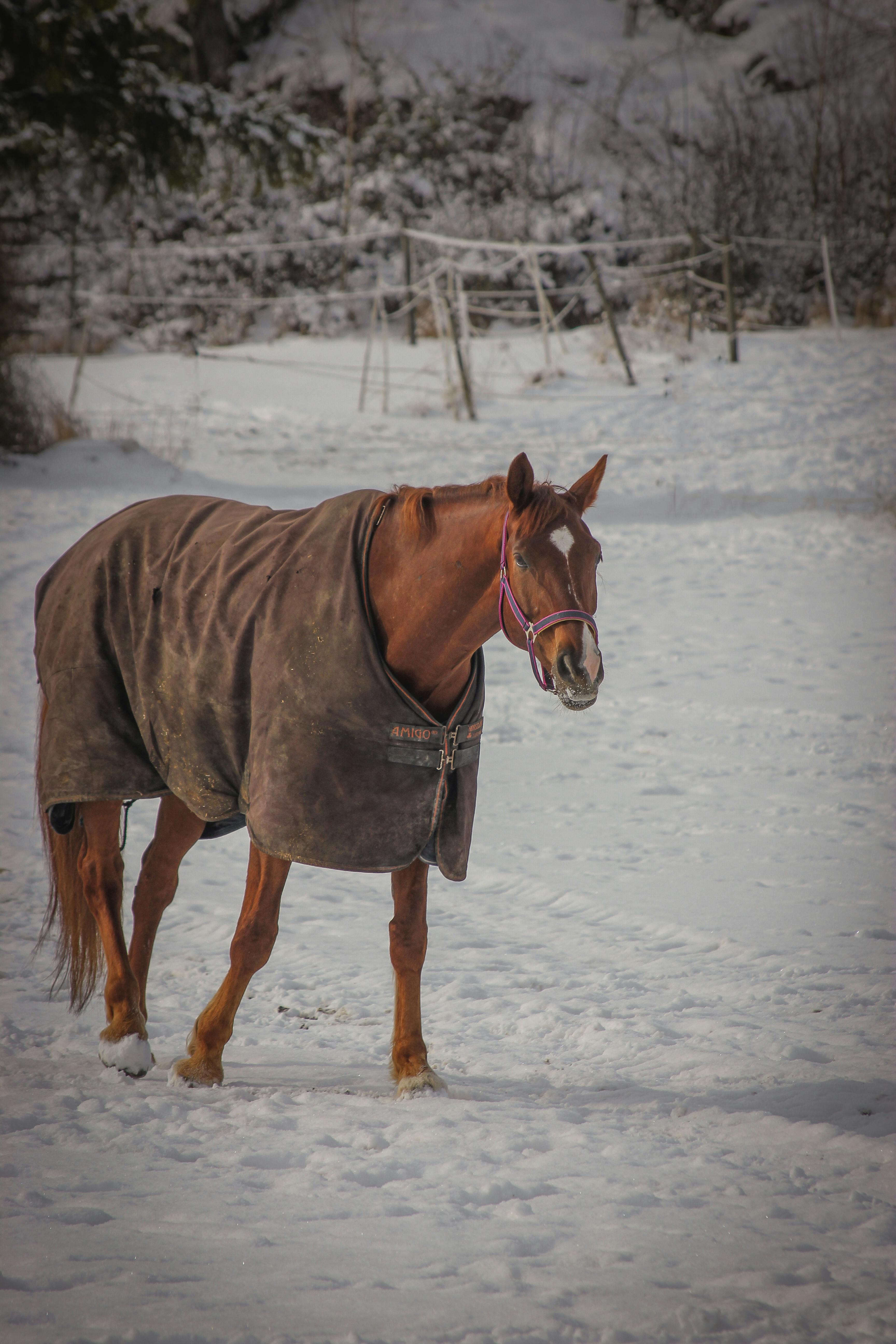 Horse in Clothes in Winter · Free Stock Photo