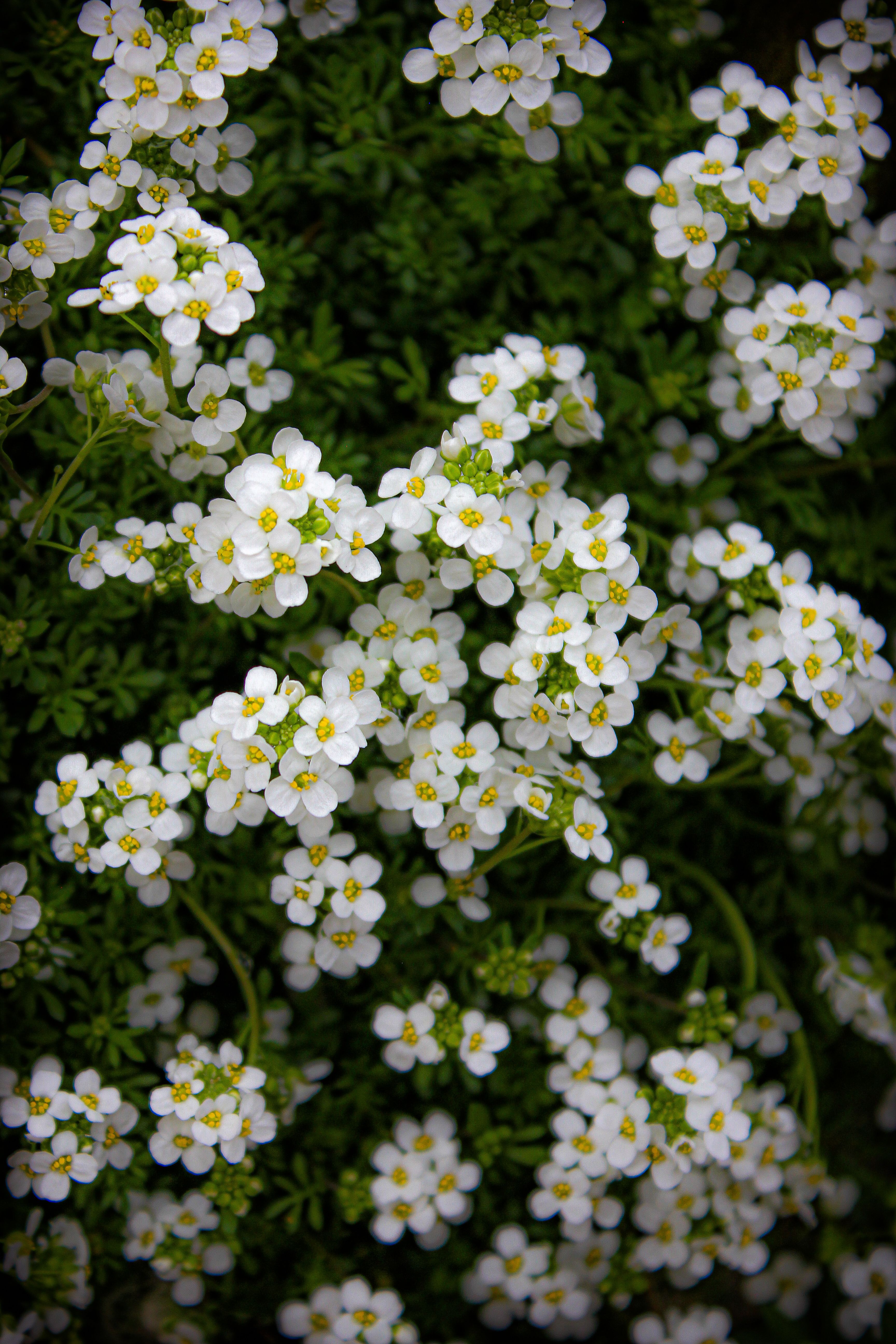 Close up of White Wildflowers · Free Stock Photo
