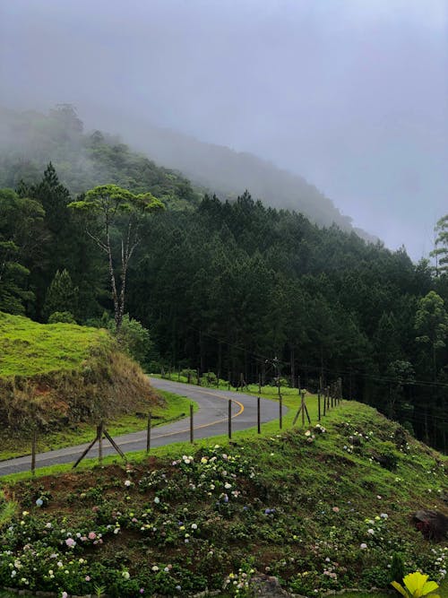 Road and Forest behind