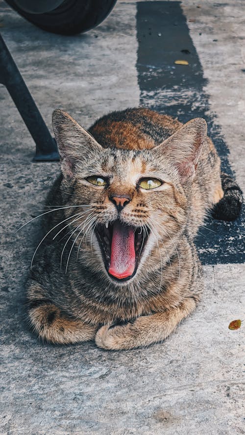 Cat Lying Down on Pavement and Yawning