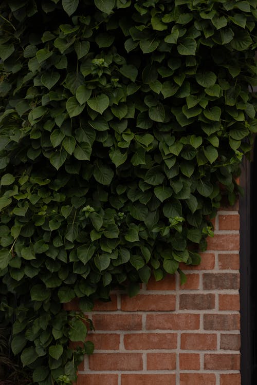 Green Leaves over Bricks Wall