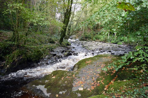 Free stock photo of autumn, beauty, brook