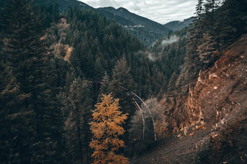 Бесплатное стоковое фото с глубокий, деревья, железнодорожный мост