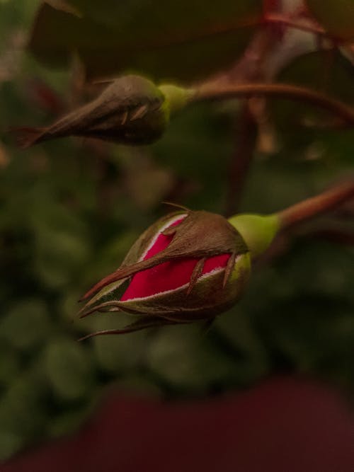 Fotos de stock gratuitas de brotar, de cerca, flor