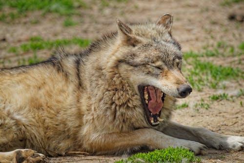 Lying Yawning Wolf