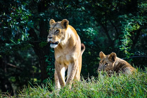 Miễn phí Sư Tử Cái Trong Thiên Nhiên Ảnh lưu trữ