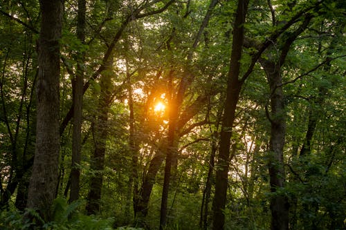 Sun Shining through the Branches in the Forest