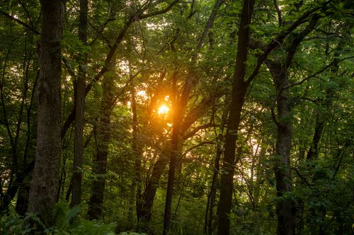 Free Capture of a vibrant sunset filtering through lush forest trees in Trevino, WI. Stock Photo