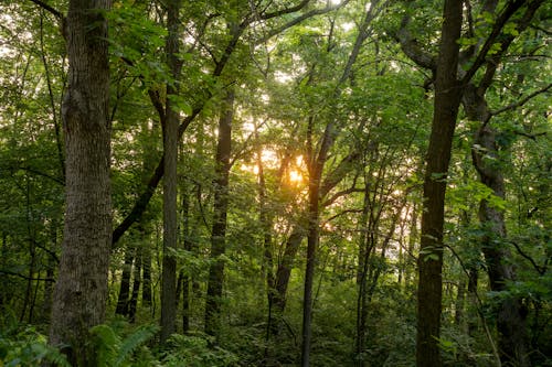 分支機構, 日落, 森林 的 免费素材图片