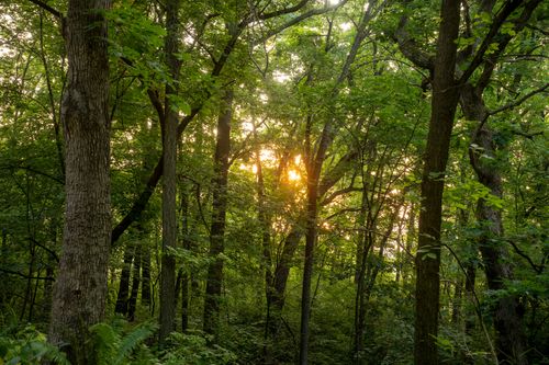 Free Sunset casting warm glow through dense green forest in Trevino, Wisconsin. Stock Photo