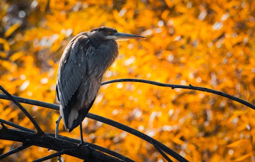 Close-up of a Heron Sitting on a Tree Branch