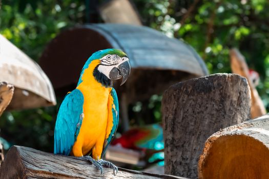 parrot photo