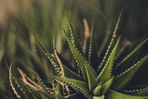 Free Detailed close-up of a vibrant green succulent plant featuring spiky leaves in focus, showcasing natural beauty. Stock Photo