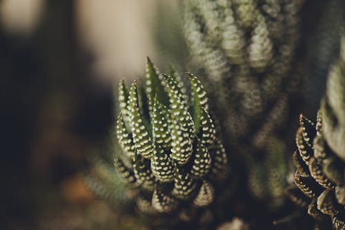 aloe, aloe vera, bitki içeren Ücretsiz stok fotoğraf