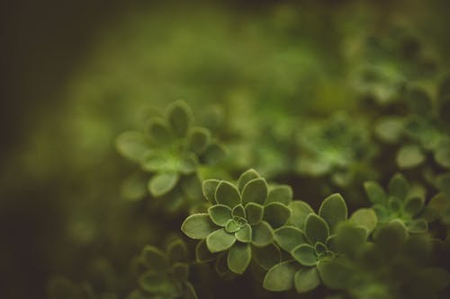 Close-up of Green Leaves of a Succulent Plant