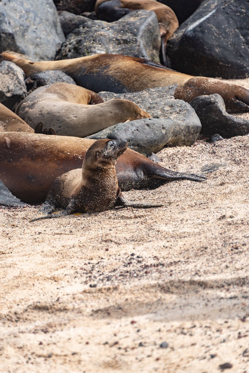 Domoic acid surge sickens sea lions coastwide