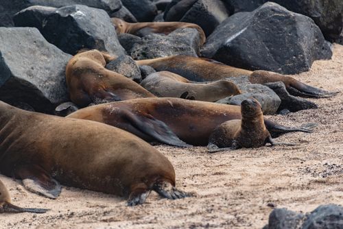 Free Cluster of sea lions relaxing on a rocky and sandy beach, embodying tranquility. Stock Photo