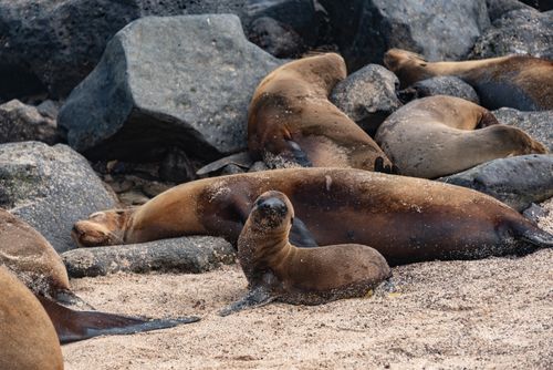Free Sea lions lounging peacefully on a sandy beach surrounded by rocks. Stock Photo