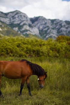 A peaceful wild horse grazing in a lush green pasture with majestic mountains in the background.