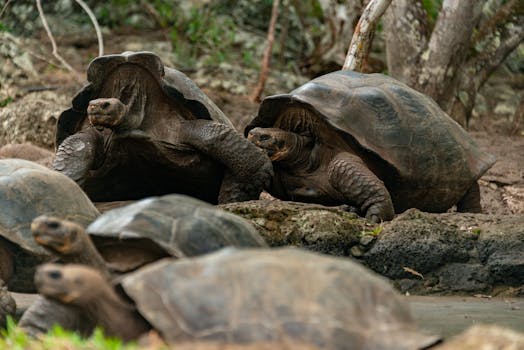 Close-up photograph of giant tortoises resting in their natural environment.