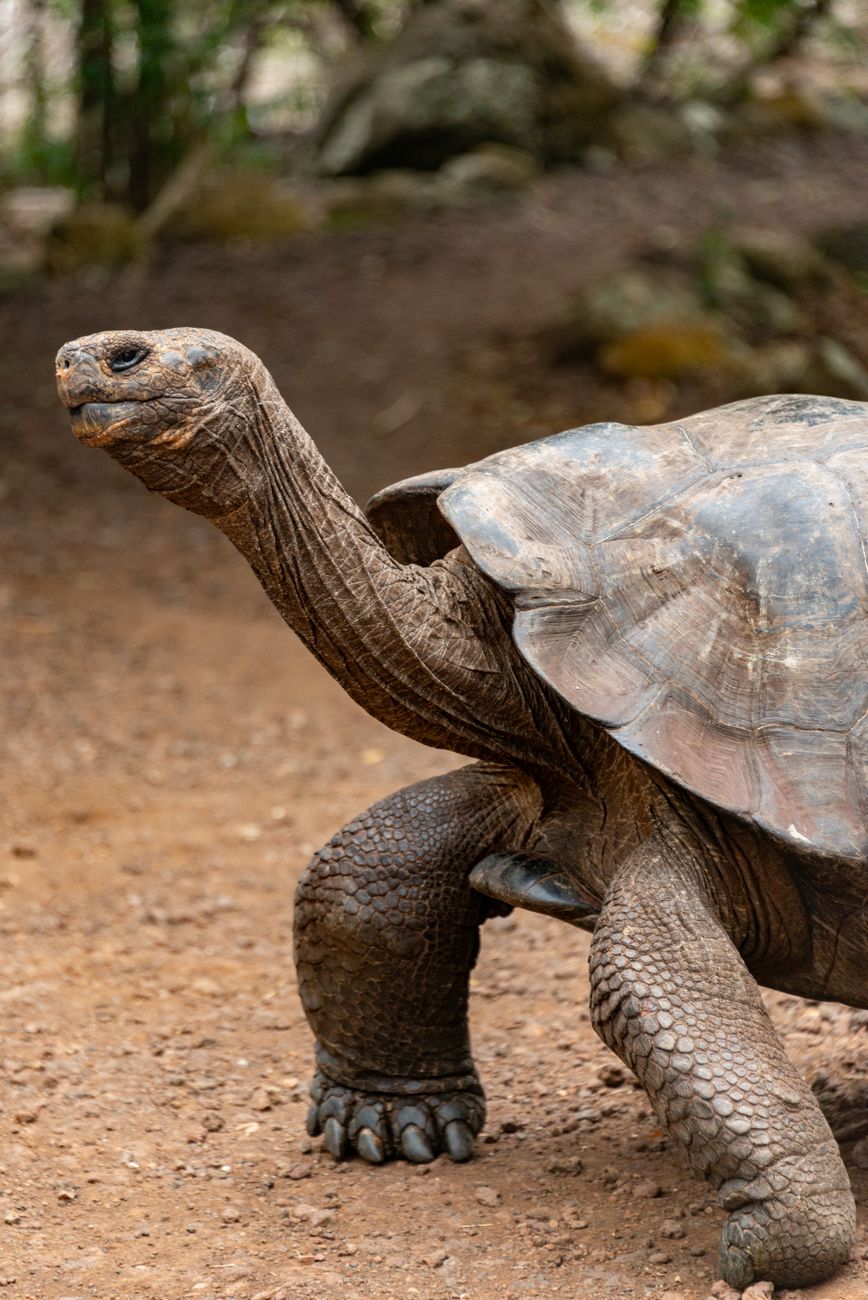Een reuzenschildpad vastgelegd in zijn natuurlijke habitat, met een indrukwekkende schild en statuur.
