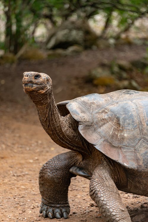Close-up of a Giant Tortoise