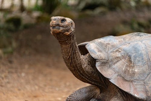 Close-up of a Giant Tortoise