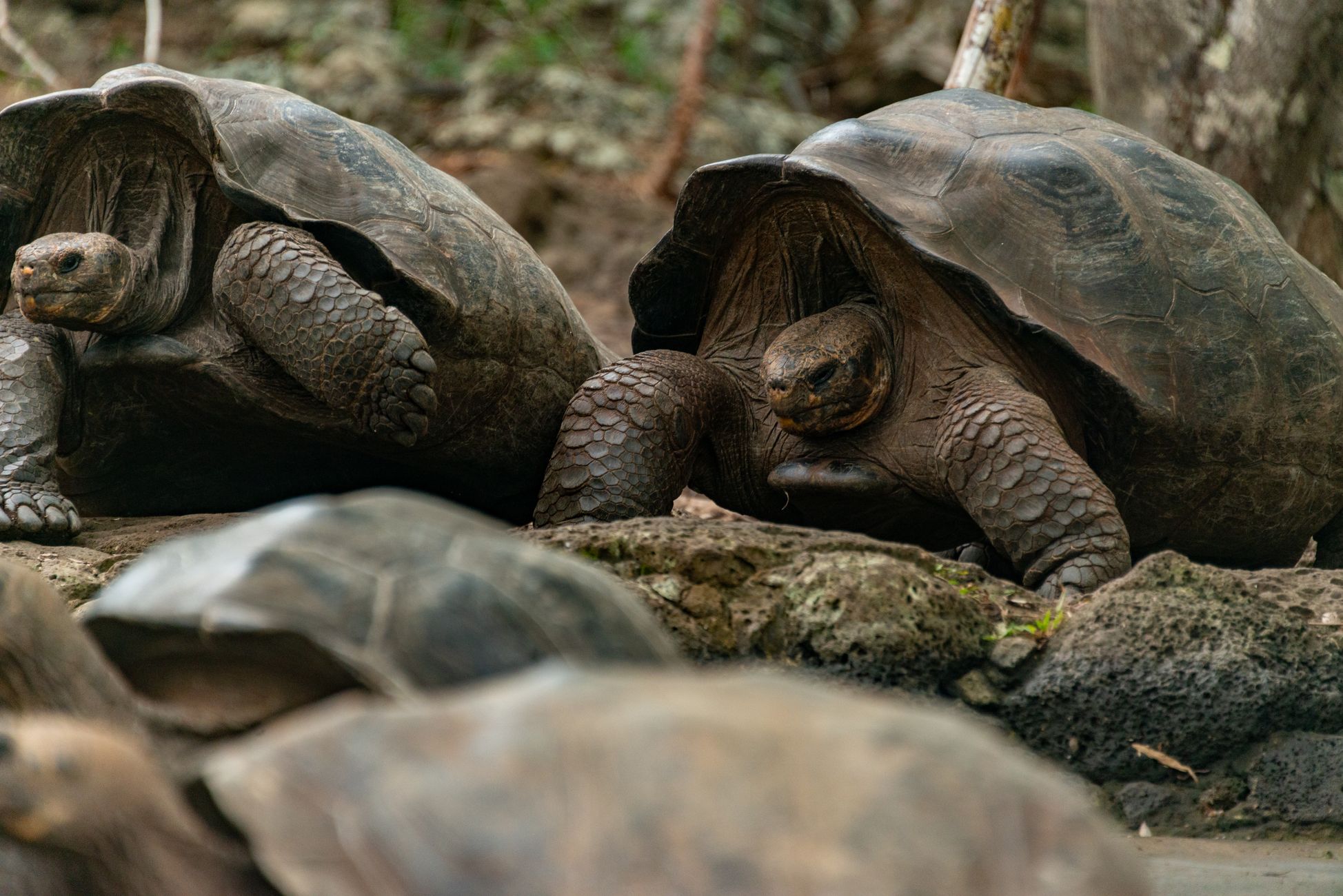 Look: Fugitive tortoise found trying to cross highway