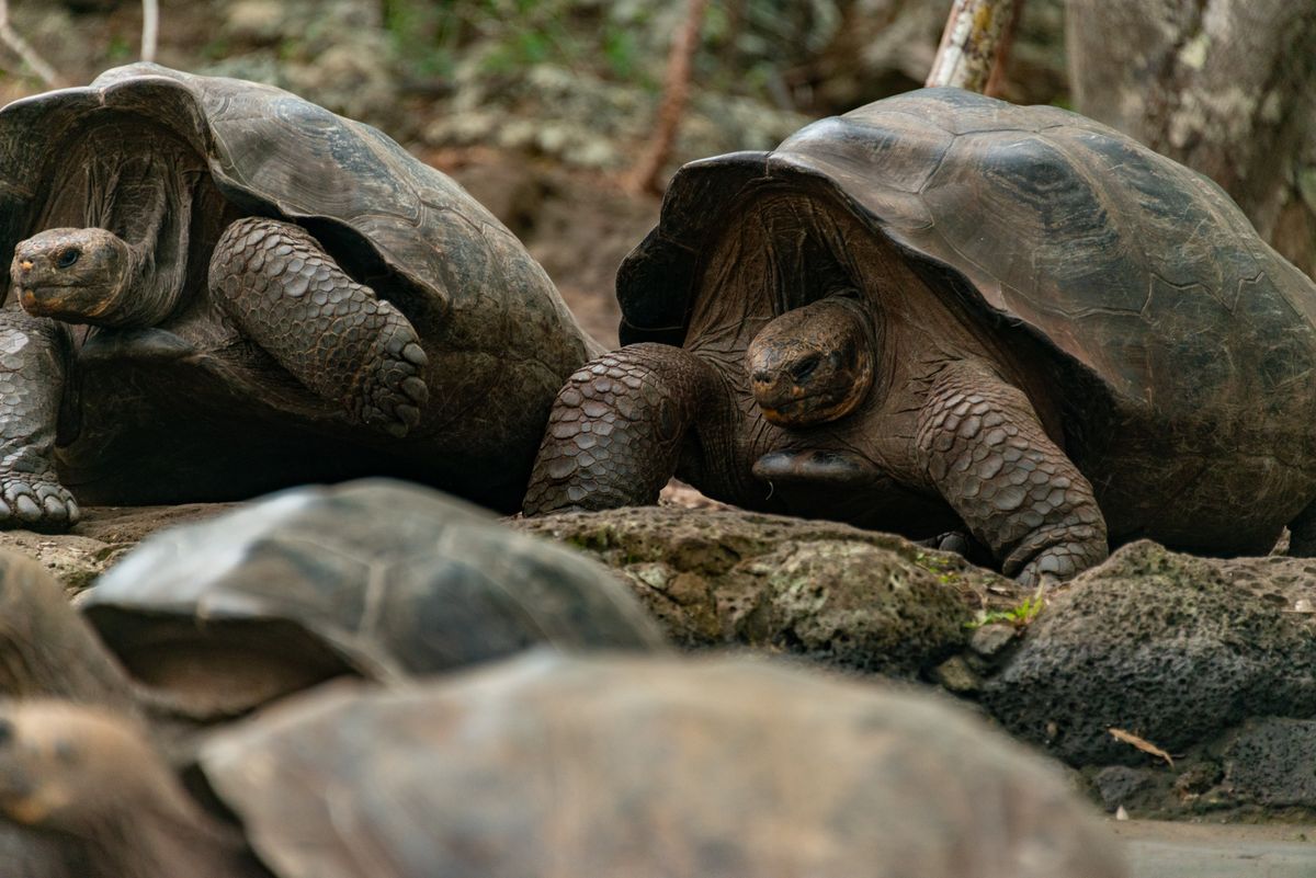 Close-up of giant tortoises resting on rocky ground.