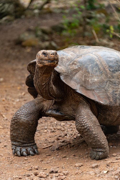 Close-up of a Giant Tortoise