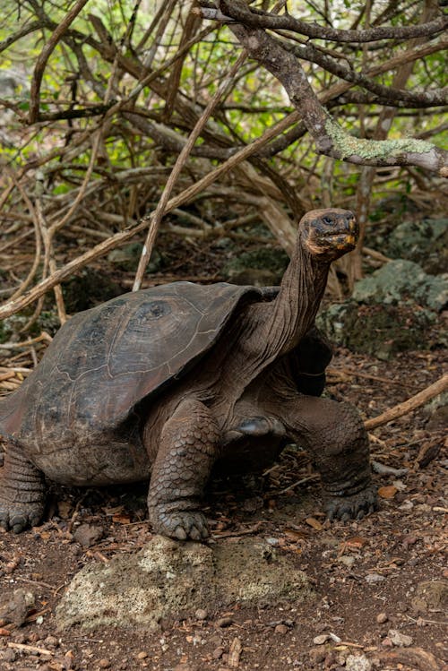 Close-up of a Giant Tortoise