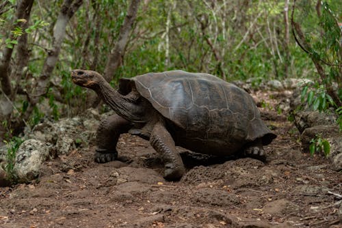 Tortoise in Forest