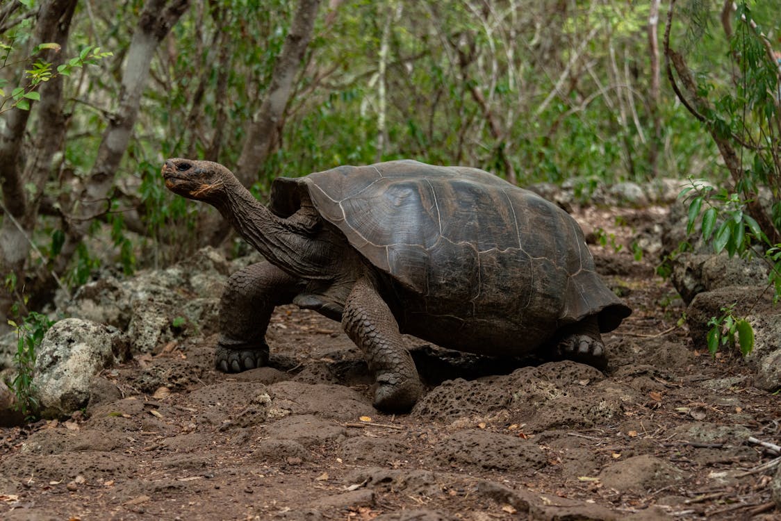 tortue géante marchant lentement
