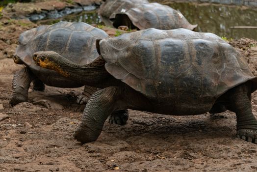 Small-ship cruise with naturalist — Galápagos