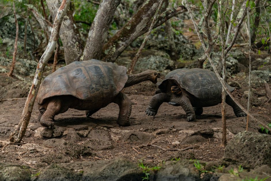 Twee reuzenschildpadden in een bosrijk gebied op de Galapagos