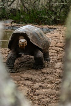 A majestic Galapagos tortoise roaming in its natural environment. Nature at its finest.