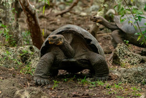 Kostnadsfri bild av djurfotografi, jättesköldpaddor, natur